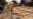 Alleged Ivory Trafficker Pleads Not Guilty