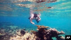 A tiny single-celled organism is to blame for a massive die-off of sea urchins in the Caribbean in 2022, researchers reported Wednesday, April 19, 2023, in the journal Science Advances. (Ian Hewson/Cornell University via AP)