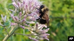 Las siete especies de abejas contarán con una protección especial en virtud de la Ley de Especies en Peligro.