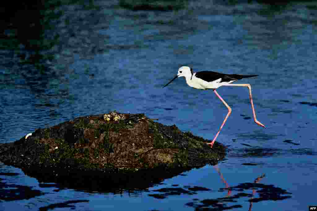 A black-winged stilt checks eggs in its nest on a wetland in Hsinchu, Taiwan.