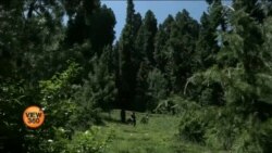 کیا کاربن جذب کرنے کی صلاحیت جنگلات کو آمدنی کا ذریعہ بنا سکتی ہے؟