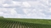 FILE - Rows of soybean plants grow in a field near Bennington, Neb., July 30, 2018. 