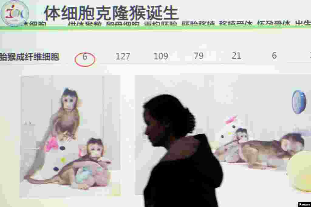 上海中国科学院神经科学研究所召开记者会展示克隆猴中中和华华。（2018年1月25日）