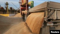 A driver unloads wheat grains from a truck on a drying complex at the Solgonskoye farming company in the village of Solgon, southwest from Krasnoyarsk, Russia, Sept. 6, 2014.