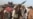 Dozens of Afghan Forces Killed in Taliban Attacks