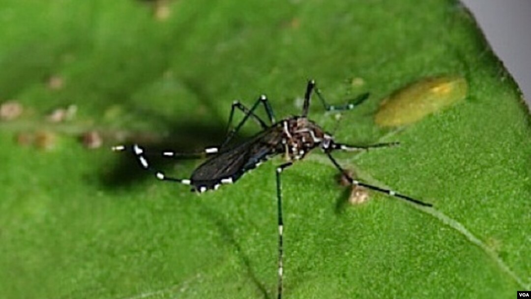 Nyamuk Aedes aegypti, penular virus demam berdarah (Foto: dok). Wabah penyakit ini tengah merebak di Peru dan menewaskan enam orang dan menulari 1.800 orang lainnya.