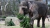 Slon se igra sa jelkom u ZOO vrtu u Berlinu, 3. januara 2025. godine. (Foto: AFP/Tobias Schwartz)