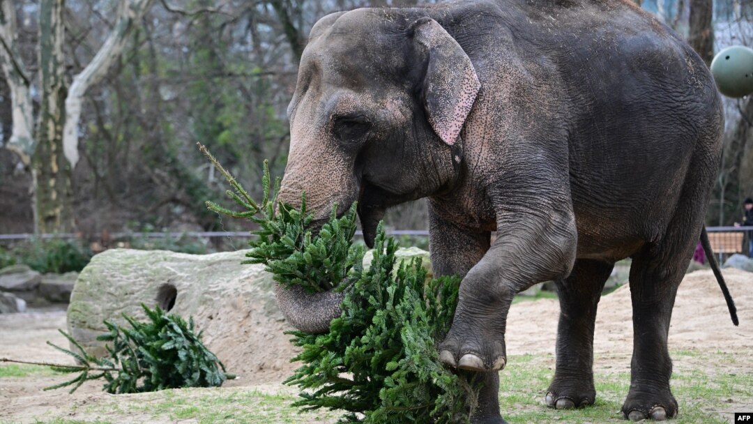 Slon se igra sa jelkom u ZOO vrtu u Berlinu, 3. januara 2025. godine. (Foto: AFP/Tobias Schwartz)