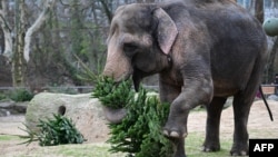 Slon se igra sa jelkom u ZOO vrtu u Berlinu, 3. januara 2025. godine. (Foto: AFP/Tobias Schwartz)