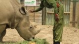 Sudan, the world’s last remaining male northern white rhinoceros, and his keeper at Ol Pejeta conservancy, Laikipia Plateau, Kenya, April 28, 2016. The conservancy is home to the last three white rhinos on Earth.