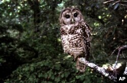 FILE - In this June 1995, file photo a Northern Spotted owl sits on a branch in Point Reyes, California.