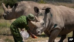 FILE - In this Friday, Aug. 23, 2019, file photo, female northern white rhinos Fatu, right, and Najin, left, the last two northern white rhinos on the planet, are fed some carrots by a ranger in their enclosure at Ol Pejeta Conservancy, in Kenya.