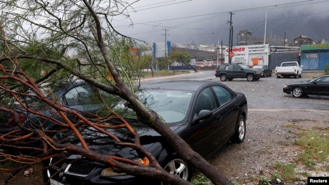 La foto muestra un árbol caído sobre varios vehículos cuando la tormenta tropical Alberto golpea, en Santa Catarina, México, el 20 de junio de 2024.