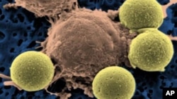 This microscopy image provided by Dr. Carl June shows immune system T-cells (C) binding to beads that cause the cells to divide, then are later removed to leave pure T-cells, which are then ready for infusion to leukemia patients, August 2011.