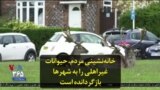 خانه‌نشینی مردم، حیوانات غیراهلی را به شهرها بازگردانده است