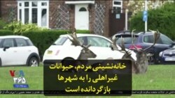 خانه‌نشینی مردم، حیوانات غیراهلی را به شهرها بازگردانده است