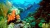 Scientists Warn Ocean Heat Wave Killing Coral