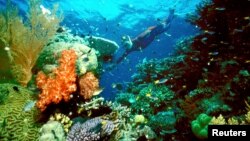 FILE - A tourist swims on the Great Barrier Reef in this undated file picture. 