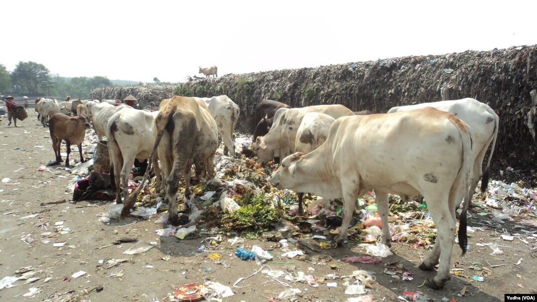 Sapi pemakan sampah di Solo (Foto: VOA/Yudha)