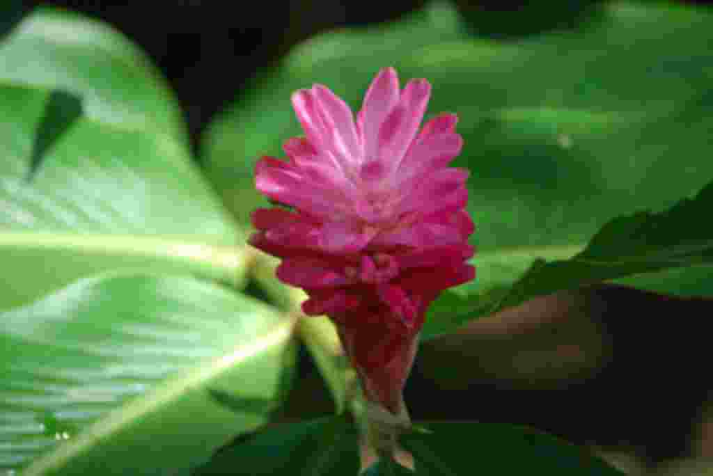 گلهای کاستاریکا / عکاس: بهروز نیکذات