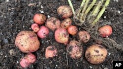 This Aug. 1, 2022, image provided by Jessica Damiano shows a harvest of red gold potatoes in Glen Head, NY. (Jessica Damiano via AP)