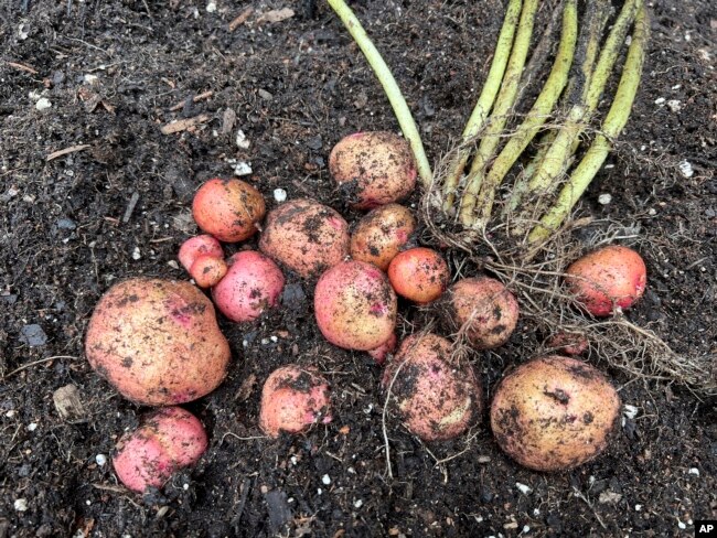 This Aug. 1, 2022, image provided by Jessica Damiano shows a harvest of red gold potatoes in Glen Head, NY. (Jessica Damiano via AP)