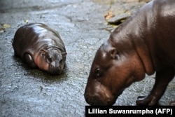 Pengunjung menyaksikan Moo Deng, seekor kuda nil mini betina berusia dua bulan yang baru-baru ini viral di internet, bersama ibunya Jona, 25 tahun, di Kebun Binatang Khao Kheow, Provinsi Chonburi, 15 September 2024. (Foto: Lillian Suwanrumpha/AFP)