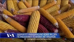 Ekspertët parashikojnë rënie prej rreth 20 përqind të prodhimit të misrit në Shqipëri