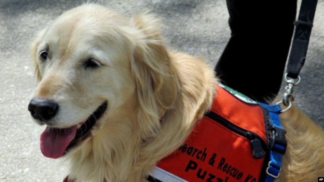 "Puzzle" with her special search and rescue team coat.