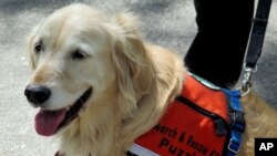 "Puzzle" with her special search and rescue team coat.