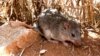 Study: Male Mice Use 'Love Songs' to Woo Their Women