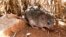 A broad-headed mouse (Lauren Helgen)