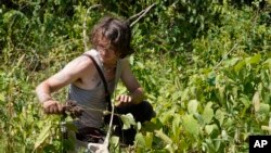 Justin Pikulski, of Bourne, Mass., a member of the Herring Pond Wampanoag tribe, works to remove invasive plant species, such as knotweed, at the Wampanoag Common Lands project, in Kingston, Mass., Tuesday, Aug. 2, 2022. The project by the Native Land Conservancy is among efforts by tribes and other Native groups nationwide to reclaim and repair lands altered by western civilization. (AP Photo/Steven Senne)