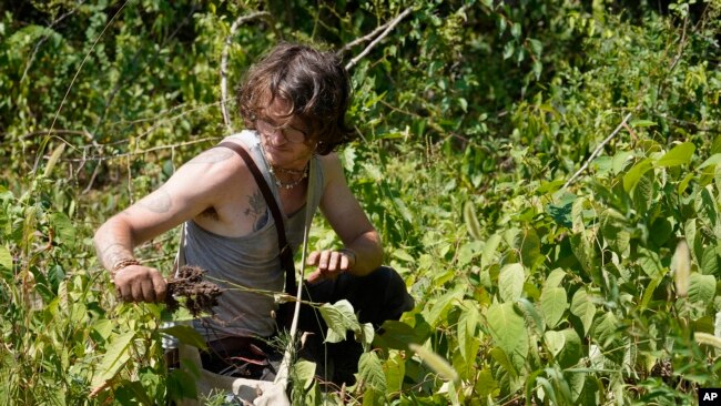 Justin Pikulski, of Bourne, Mass., a member of the Herring Pond Wampanoag tribe, works to remove invasive plant species, such as knotweed, at the Wampanoag Common Lands project, in Kingston, Mass., Tuesday, Aug. 2, 2022. The project by the Native Land Conservancy is among efforts by tribes and other Native groups nationwide to reclaim and repair lands altered by western civilization. (AP Photo/Steven Senne)