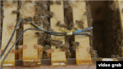 “插入式”蜂巢網絡監測蜜蜂健康。（視頻截圖）