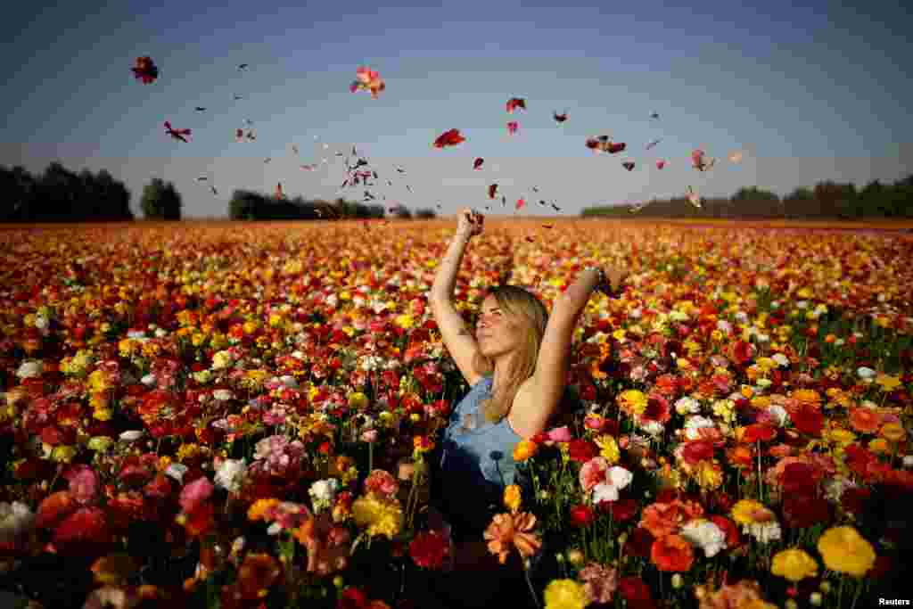 A woman poses for a photographer in a buttercup flower field near Kibbutz Nir Yitzhak in southern Israel, just outside the Gaza Strip.