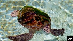 یک لاک‌پشت سیز دریایی نجات یافته در یک مرکز محافظت در خور کلبا