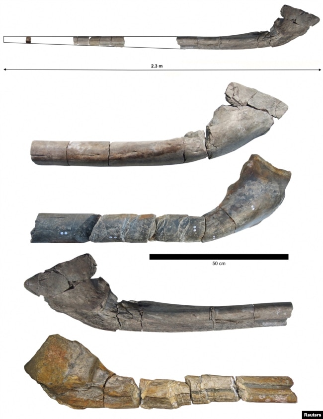 The nearly complete fossilized jawbone of Ichthyotitan severnensis is displayed along with a comparison with a fossilized bone (middle and bottom) found by Paul de la Salle in this handout picture obtained by Reuters on April 16, 2024. (Dr. Dean Lomax/Handout via REUTERS)