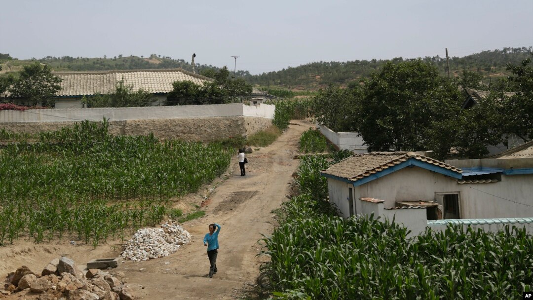 지난 2015년 6월 북한 황해남도 농가와 옥수수밭. 현지 관리와 주민들이 당시 비가 거의 내리지 않았다고 외신기자와 인터뷰했다. (자료사진)