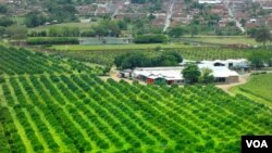 El Departamento del Valle del Cauca en Colombia, donde se registro el sismo este lunes, es un fuerte productor agrícola.