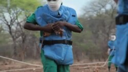 老鼠排查地雷帮人类挽救生命