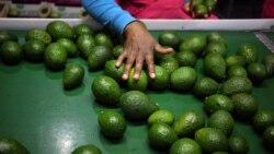 Eco: Tesco suspend les achats d'avocats kenyans pour violation des droits de l'homme