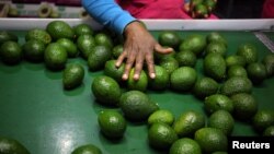 A worker sorts avocados at a farm factory in Nelspruit in Mpumalanga province, about 51 miles (82 km) north of the Swaziland border, South Africa, June 14, 2018. 