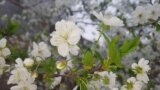 <div>شکوفه های درخت آلبالو - قائمشهر، مازندران<br />
عکس: آذر (ارسالی شما)</div>
