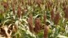 China Ends US Sorghum Anti-Dumping Probe, OKs Toshiba Deal