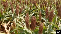 FILE - View of a sorghum filed at a farm in Waukomis, Okla.