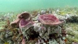 Spons vas ungu diperlihatkan dalam foto bawah air yang diambil saat menyelam scuba di Suaka Kelautan Nasional Gray's Reef, 28 Oktober 2019. (Foto: AP)