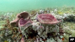 Purple vase sponges are shown in this underwater photograph taken while scuba diving at Gray's Reef National Marine Sanctuary, Oct. 28, 2019, off the coast of Savannah, Ga.