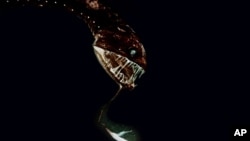 In this Sept. 2016 photo provided by the National Oceanic and Atmospheric Administration, a dragonfish that was found off the coast of Hawaii's Big Island is shown.