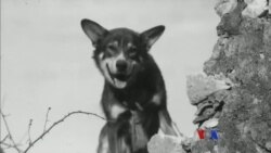 ဂုဏ်ပြုခံ အမေရိကန် စစ်ခွေး Chip